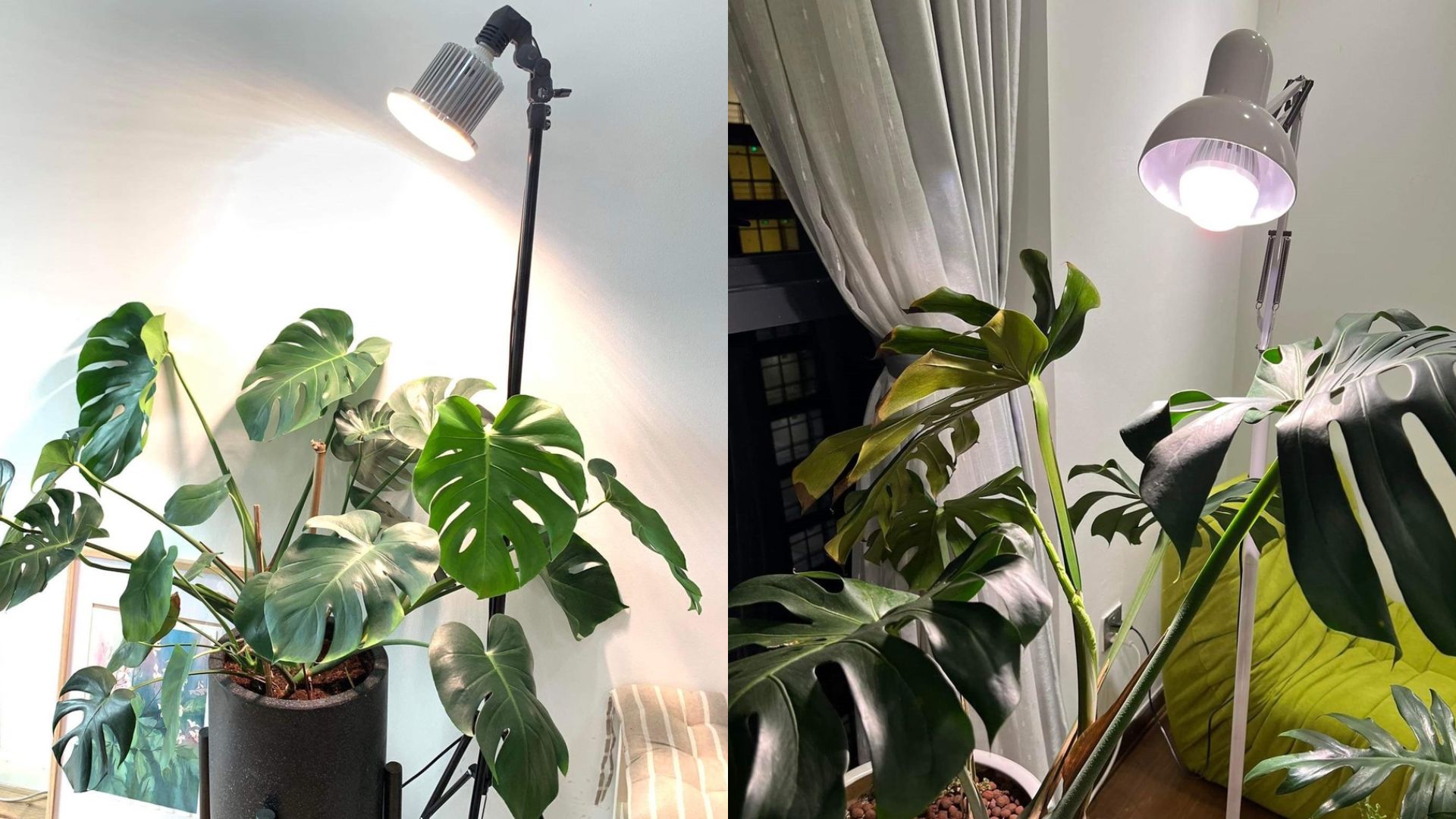 Cây Lá Monstera Là Cây Gì?